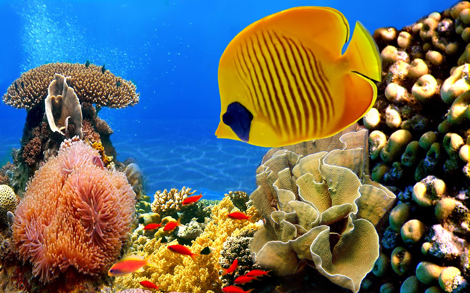 all for reef